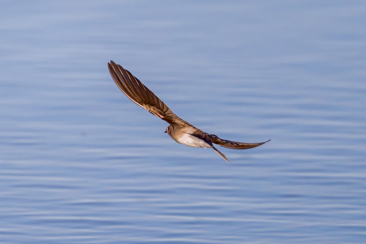 Plain Martin - ML646323759