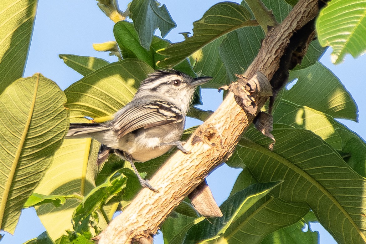 Black-capped Antwren - ML646323763
