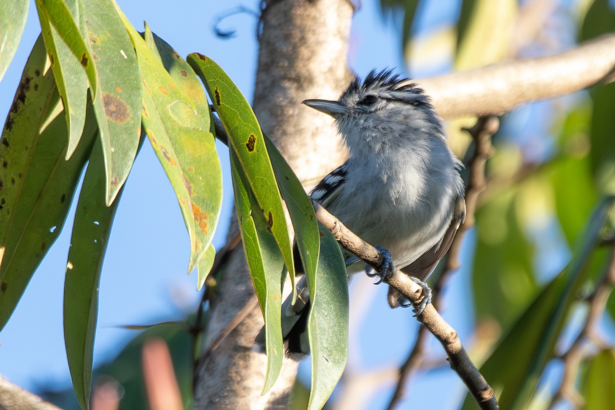 Black-capped Antwren - ML646323764