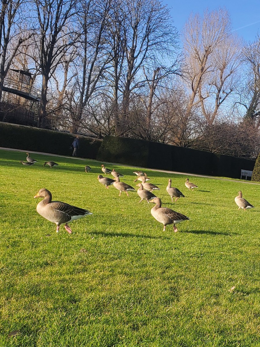 Antzara hankagorrizta (europarra) - ML646323765