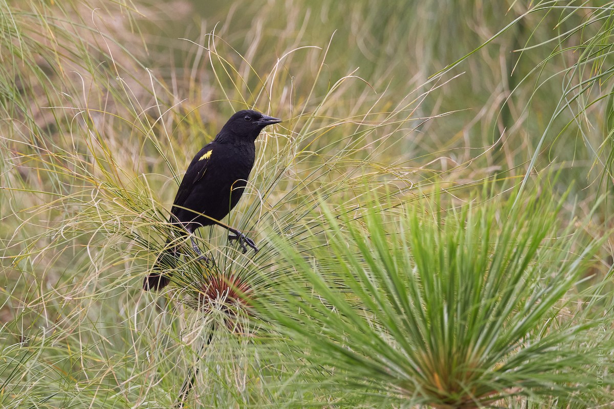 Yellow-winged Blackbird - ML646323770