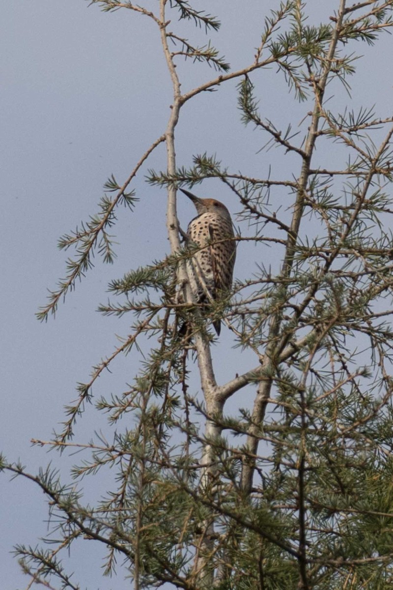 datel zlatý [skupina cafer] - ML646323771