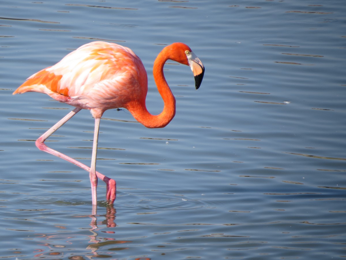 American Flamingo - ML646323777