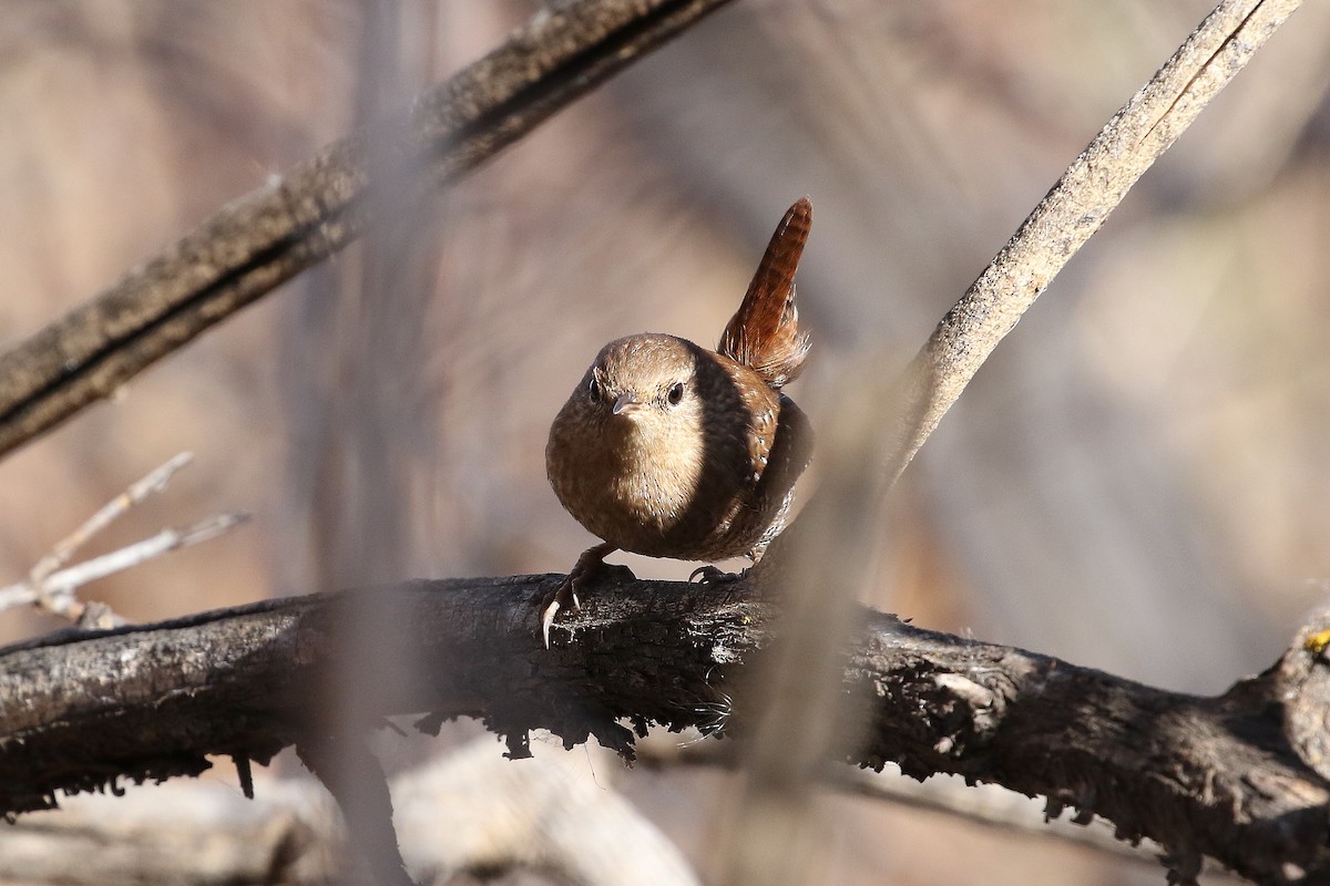 フユミソサザイ - ML646323778