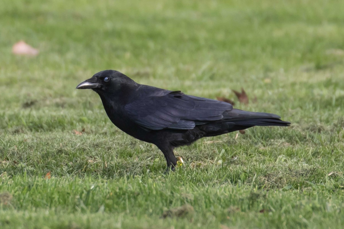 vrána americká - ML646323779