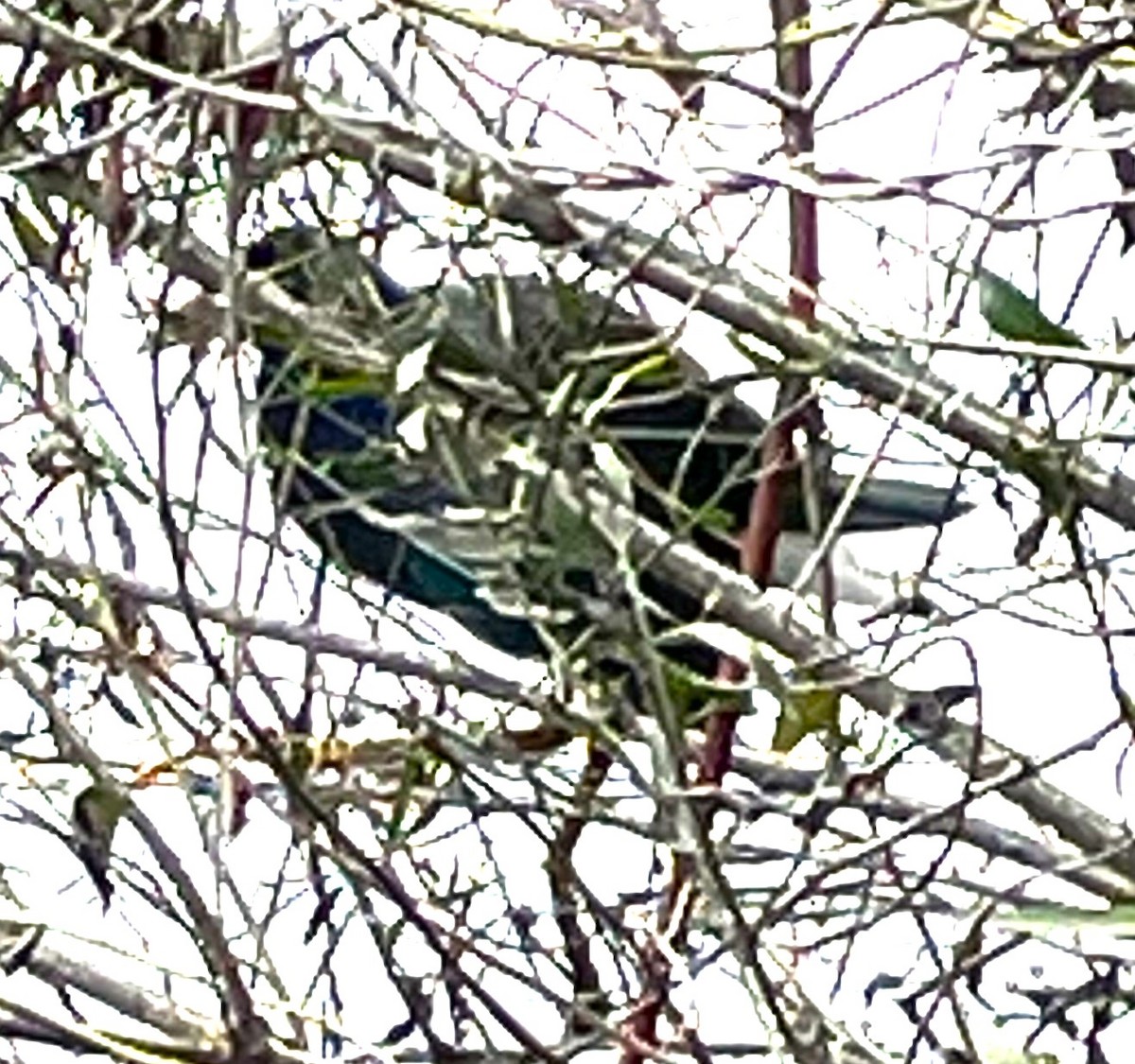 Малая султанка - ML646323781