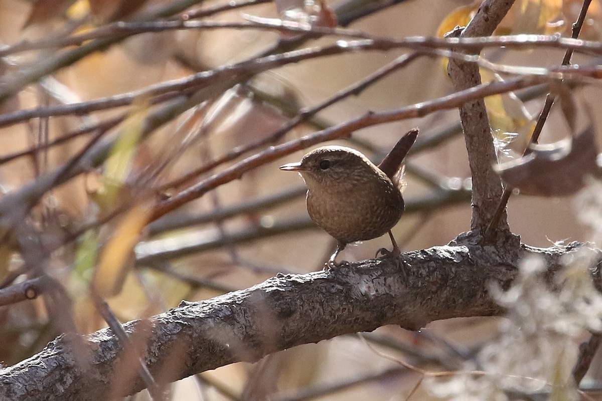 フユミソサザイ - ML646323784