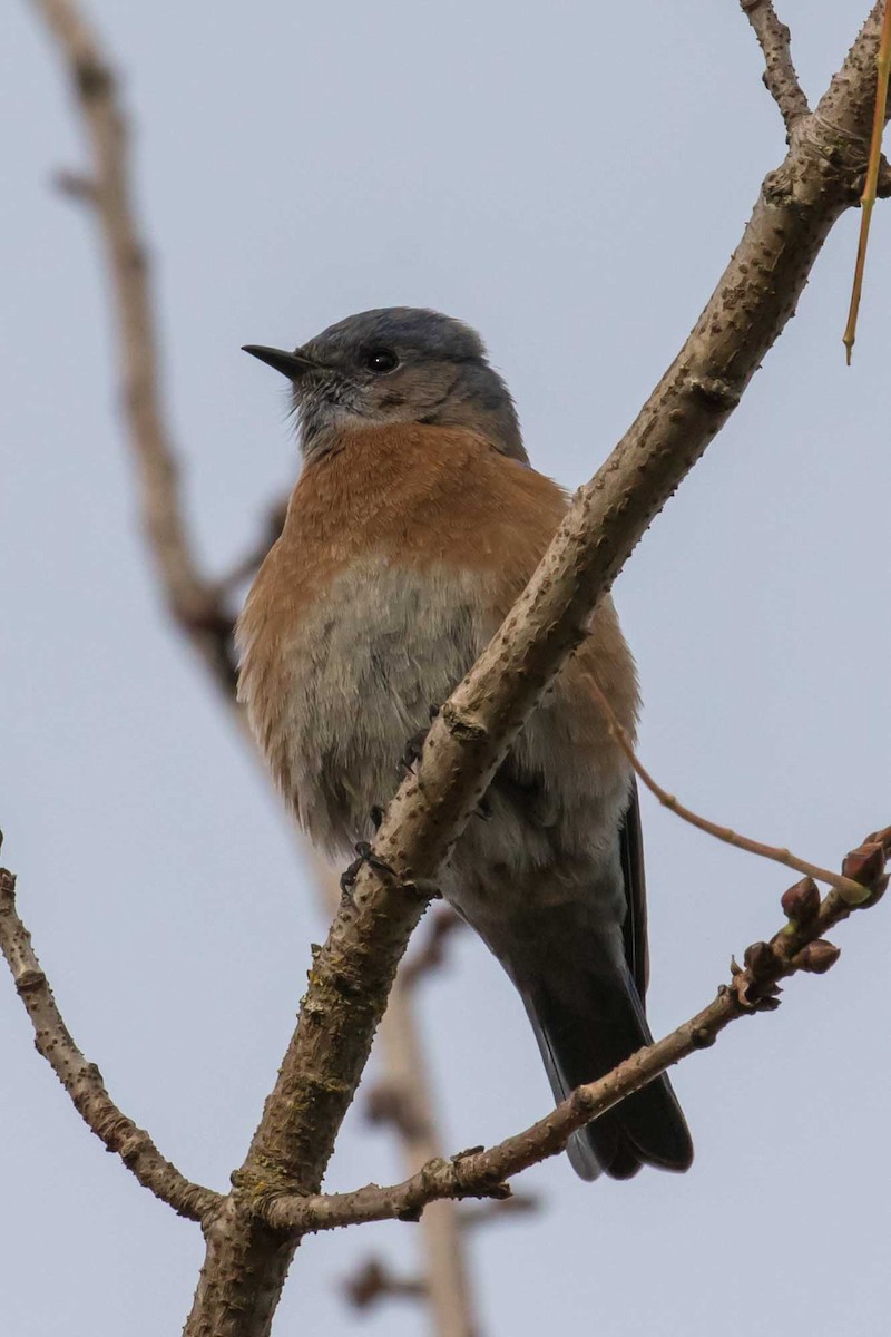 salašník západní - ML646323794