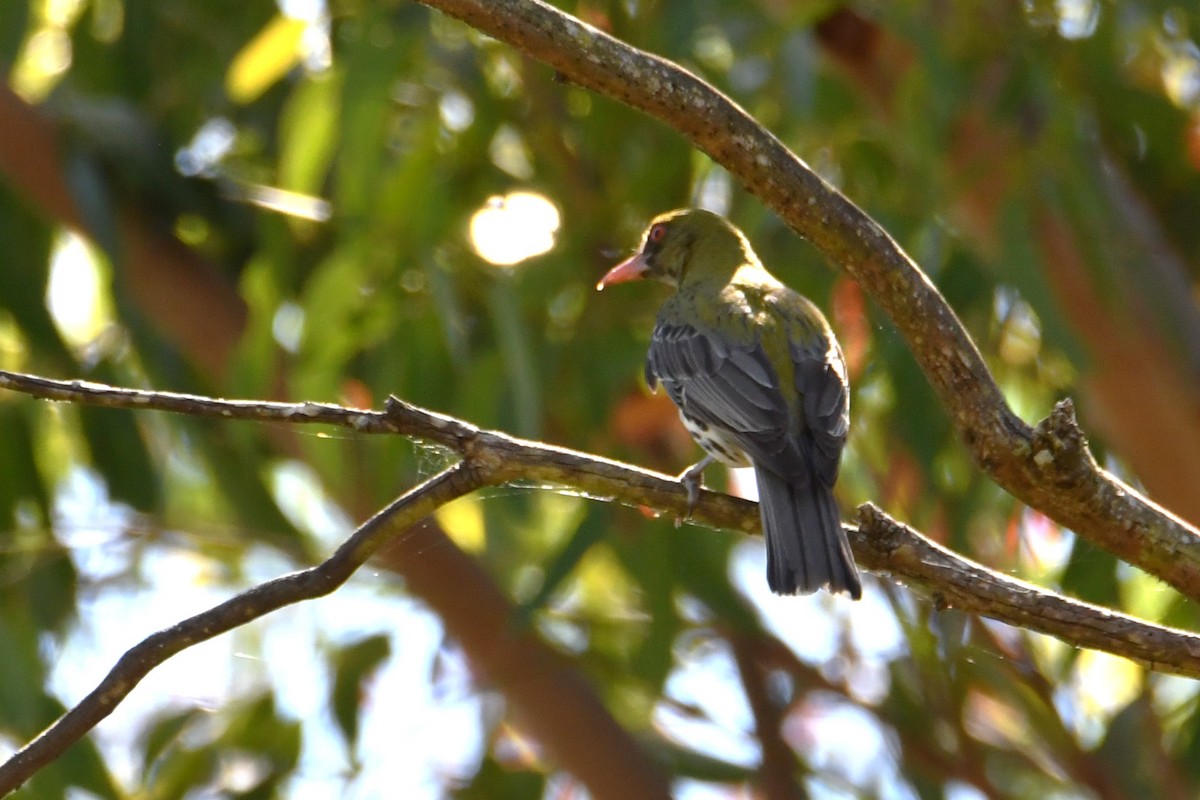 Olive-backed Oriole - ML646323796