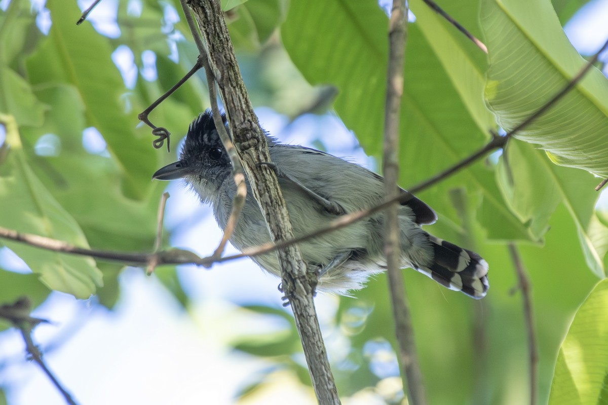 Planalto Slaty-Antshrike - ML646323797