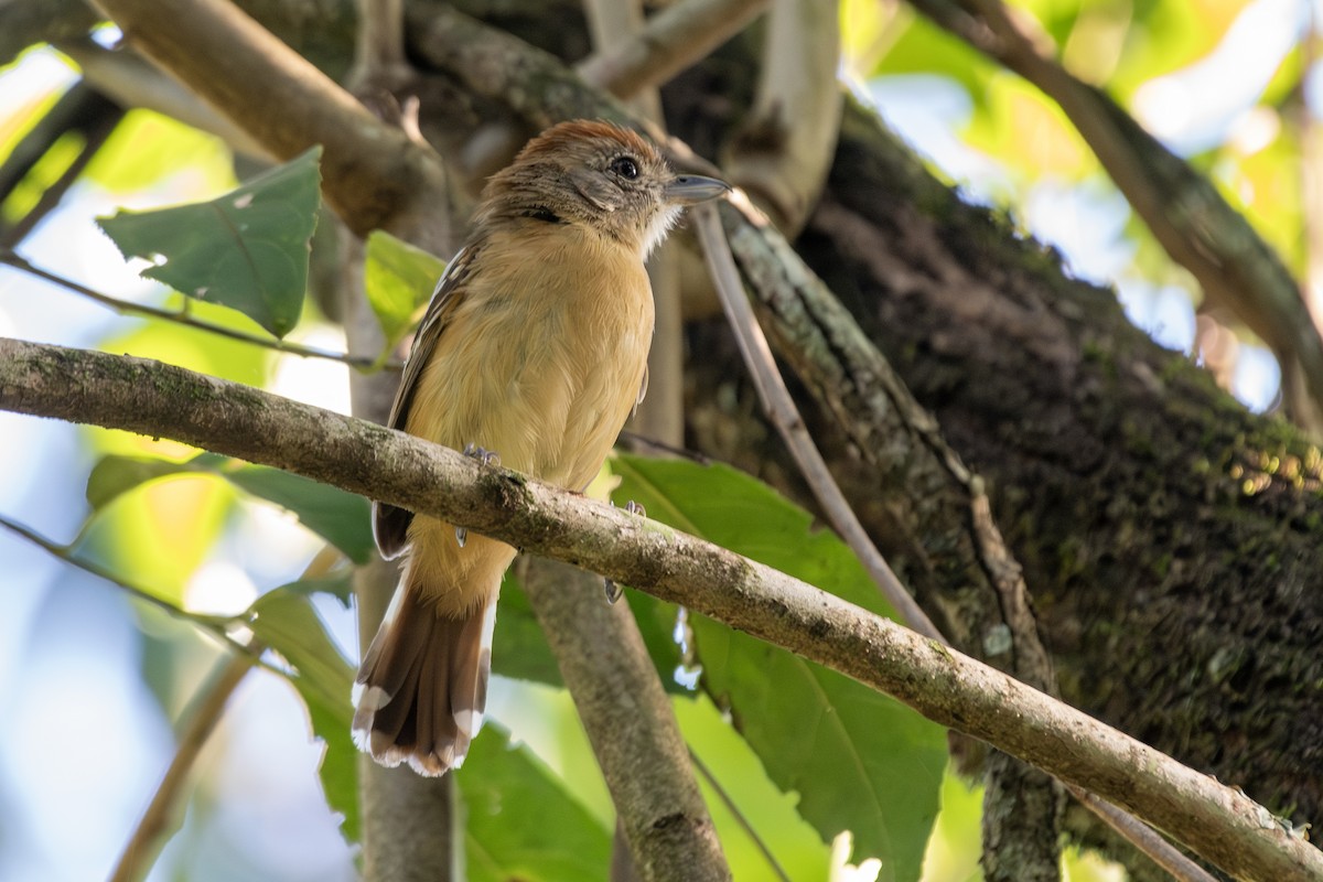 Planalto Slaty-Antshrike - ML646323798