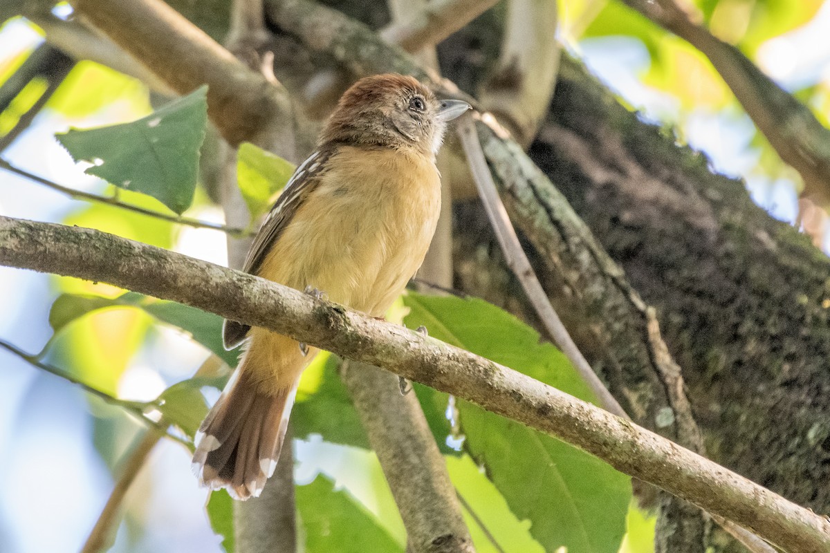 Planalto Slaty-Antshrike - ML646323799