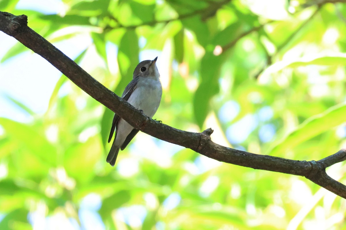 Asian Brown Flycatcher - ML646323800