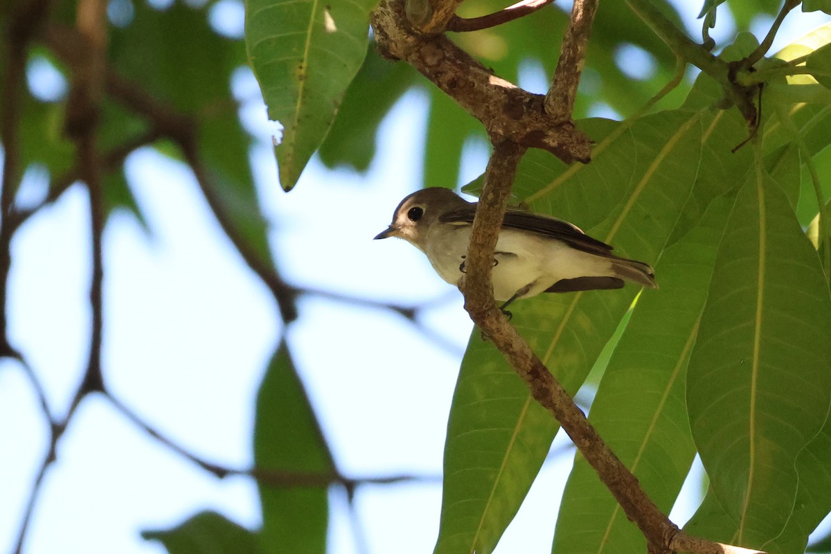 Asian Brown Flycatcher - ML646323802