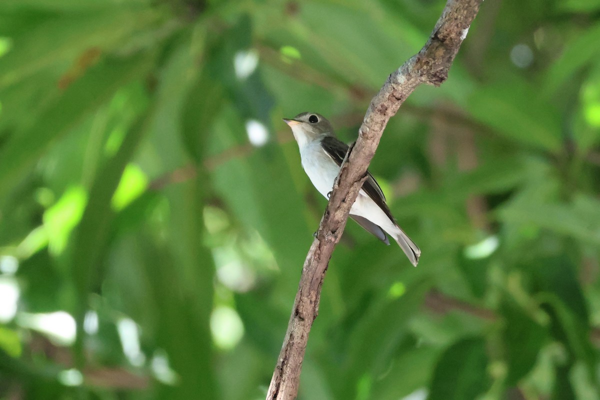 Asian Brown Flycatcher - ML646323803