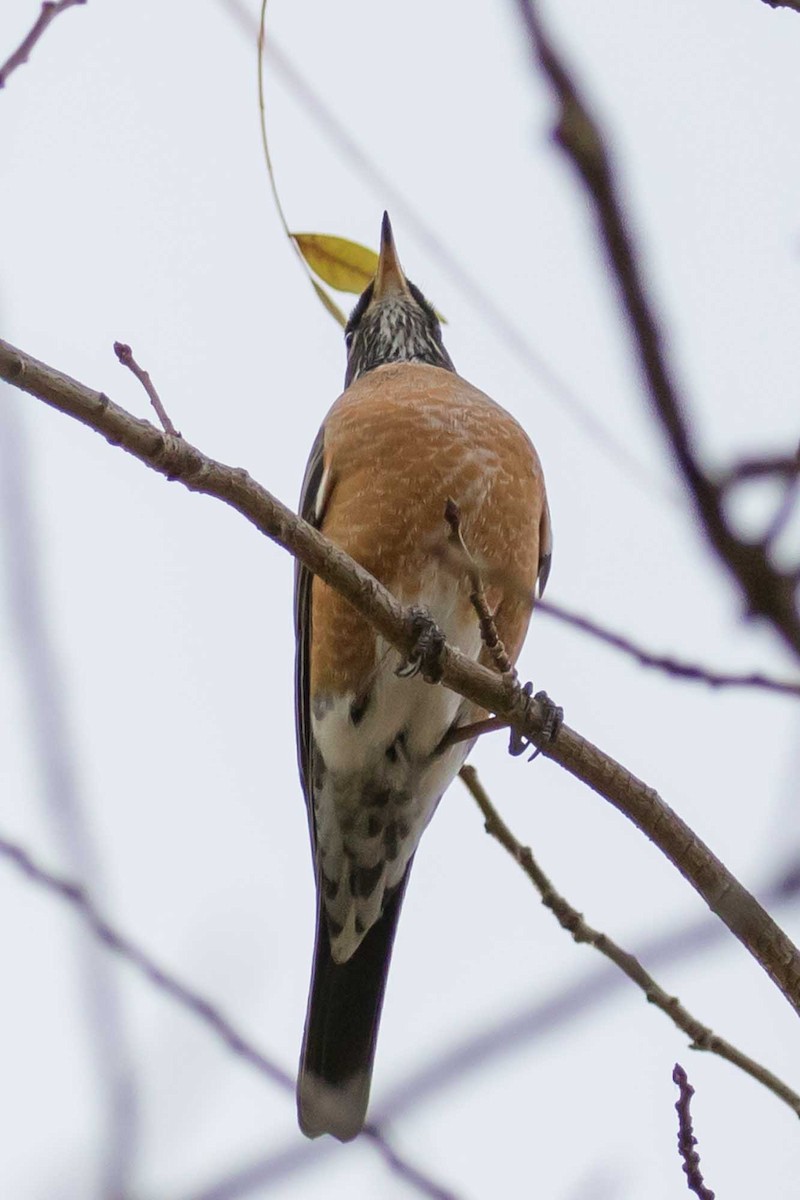 drozd stěhovavý - ML646323804