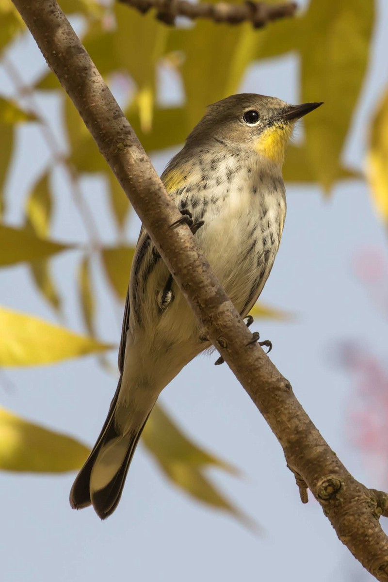 lesňáček žlutoskvrnný - ML646323807