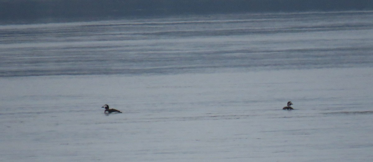 長尾鴨 - ML646323808