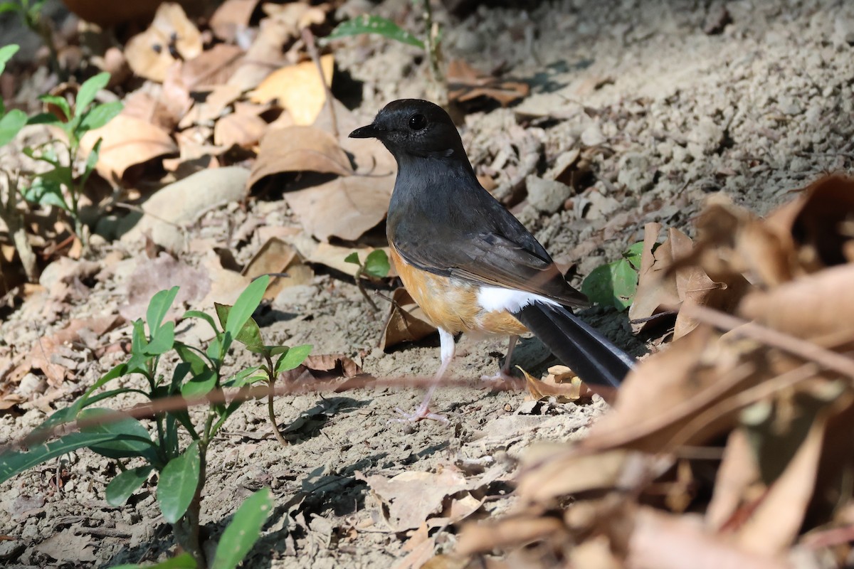 White-rumped Shama - ML646323809