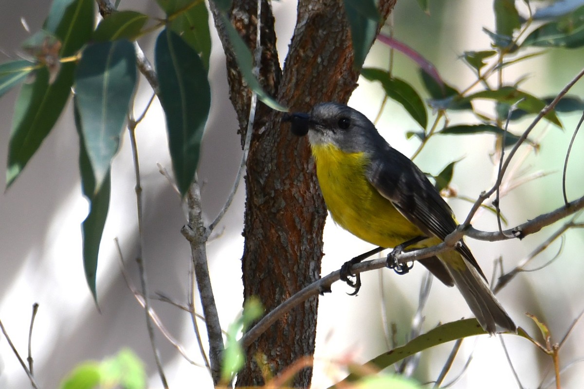 Eastern Yellow Robin - ML646323810