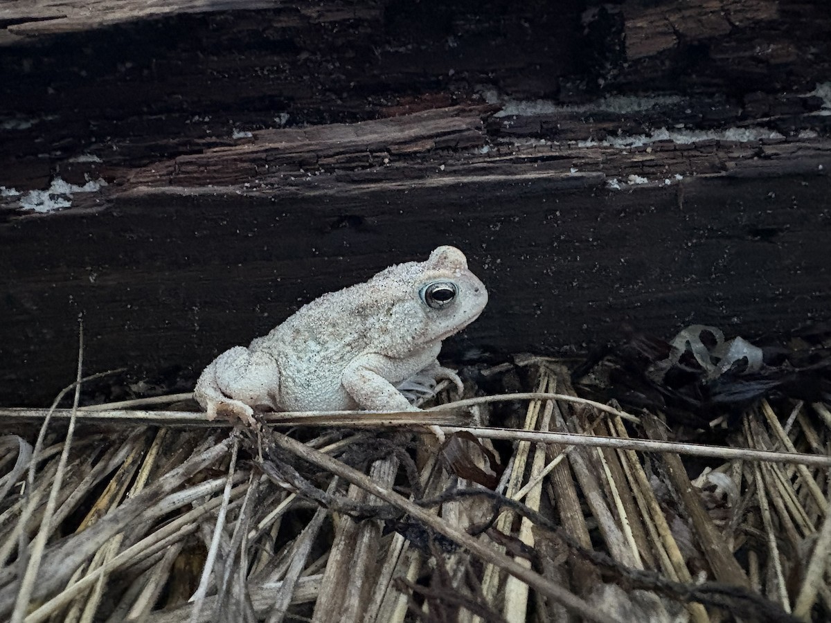 Fowler's Toad - ML646323814