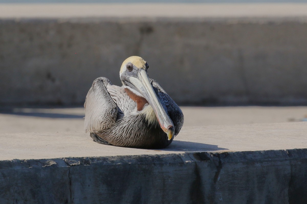 Brown Pelican - ML646323818