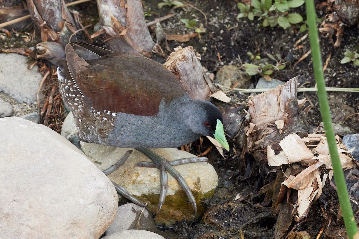 Spot-flanked Gallinule - ML646323824