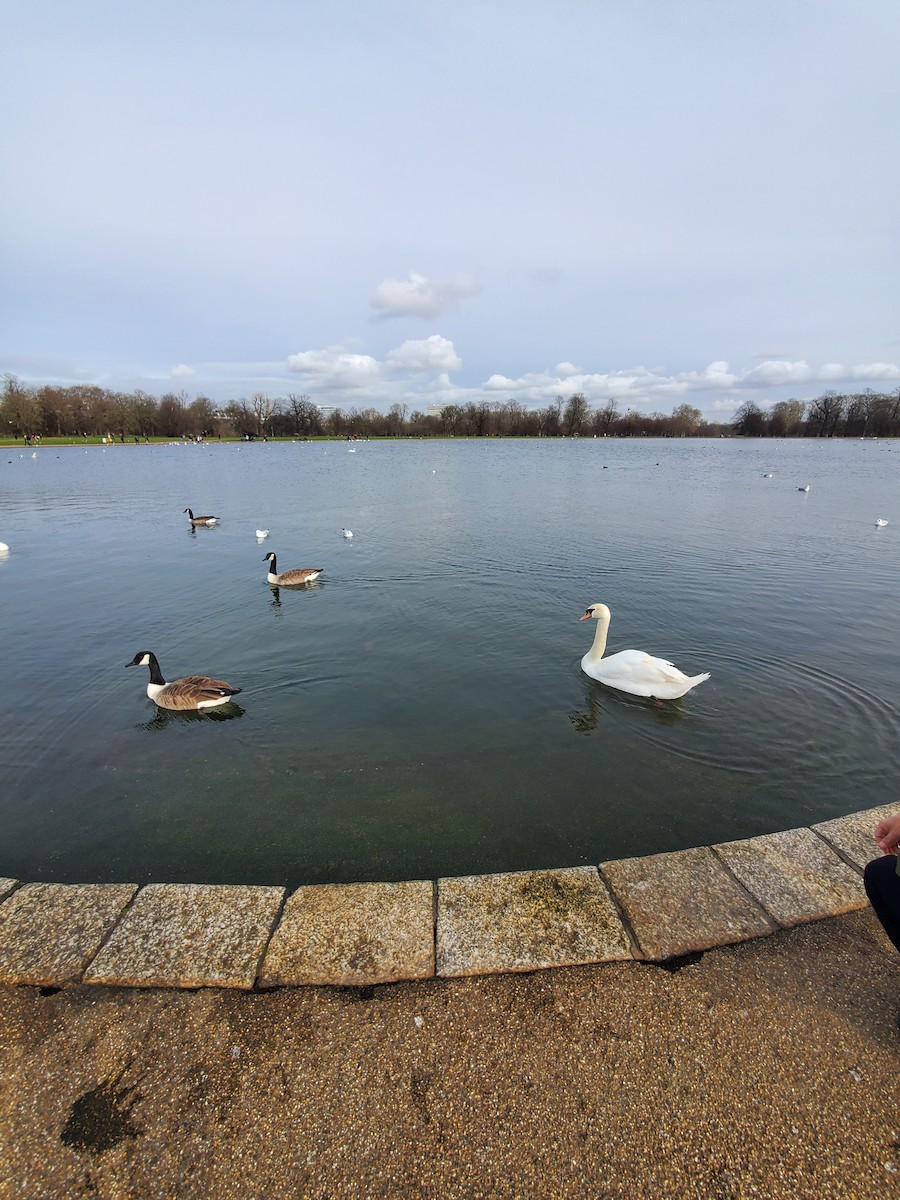 カナダガン - ML646323826