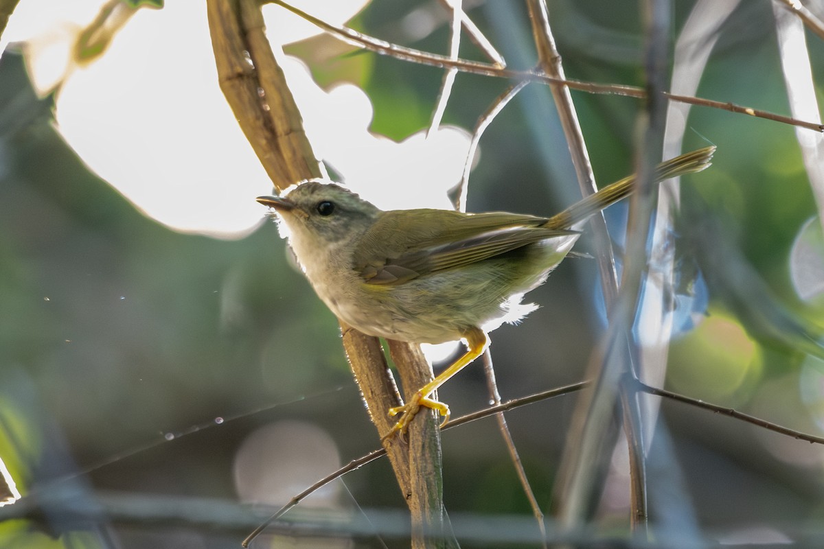 Golden-crowned Warbler - ML646323828