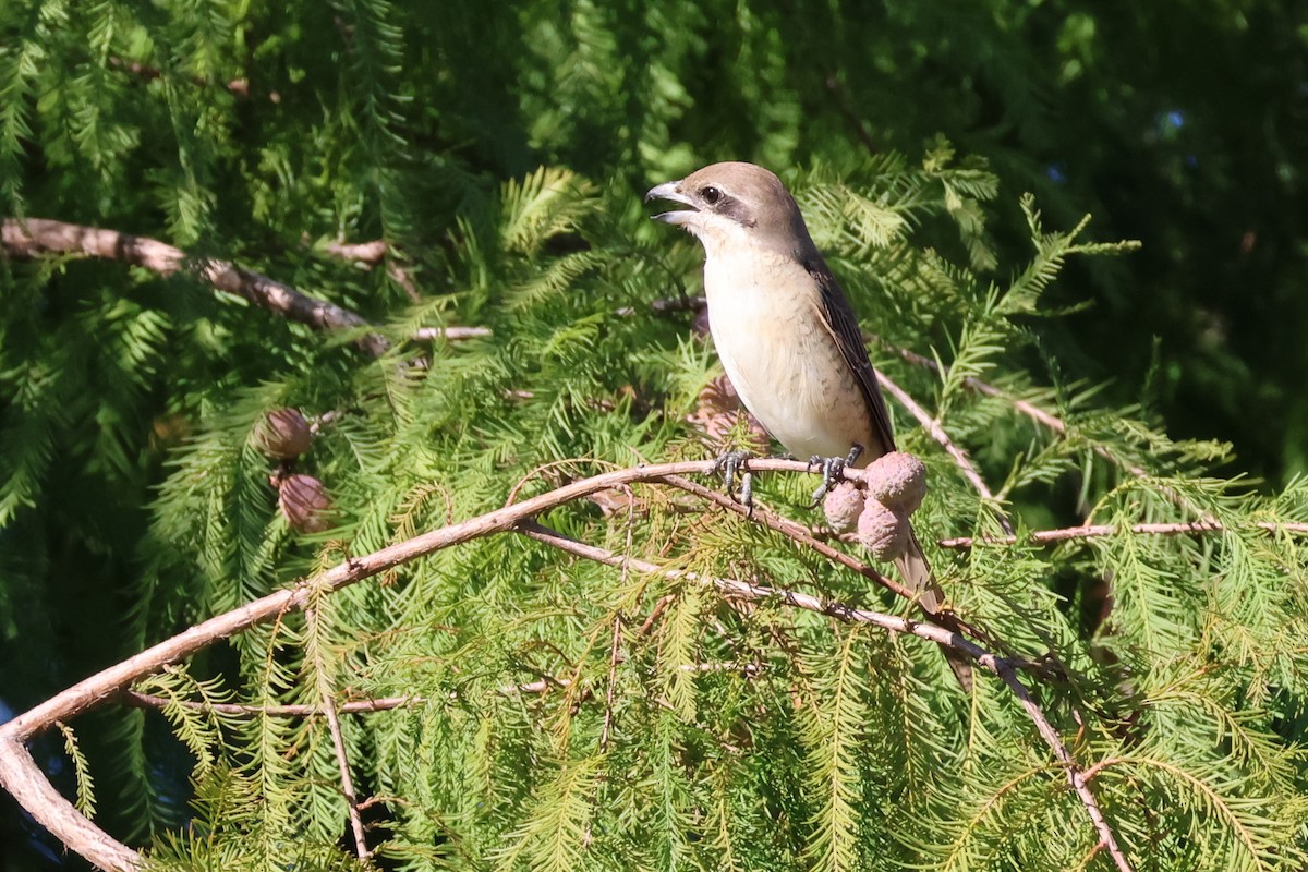 Brown Shrike (Brown) - ML646323829