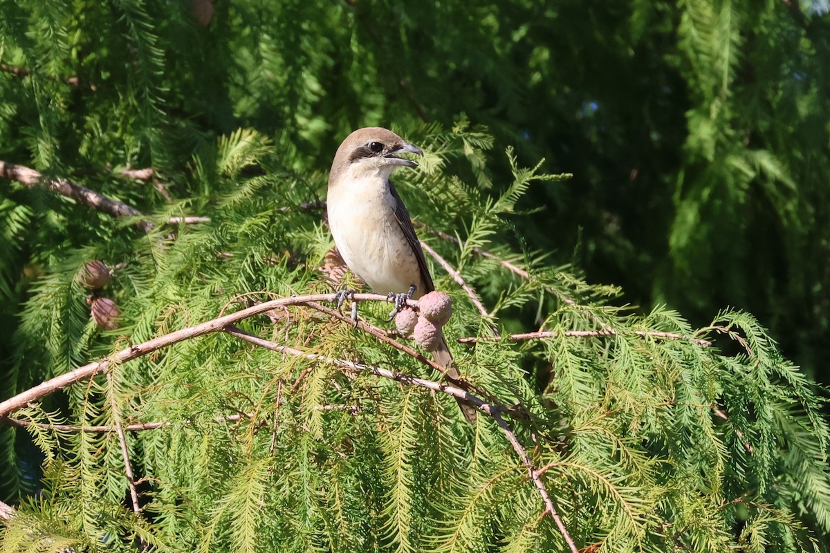 Brown Shrike (Brown) - ML646323830