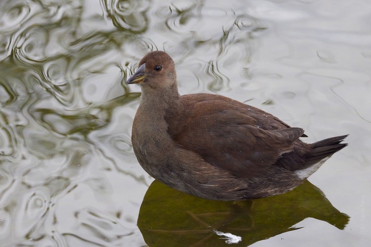 Spot-flanked Gallinule - ML646323831