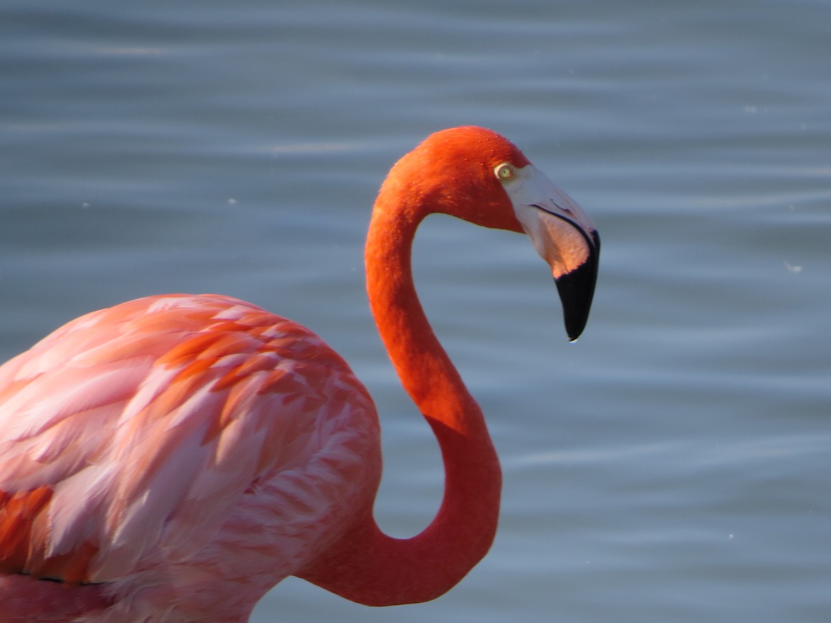 American Flamingo - ML646323832