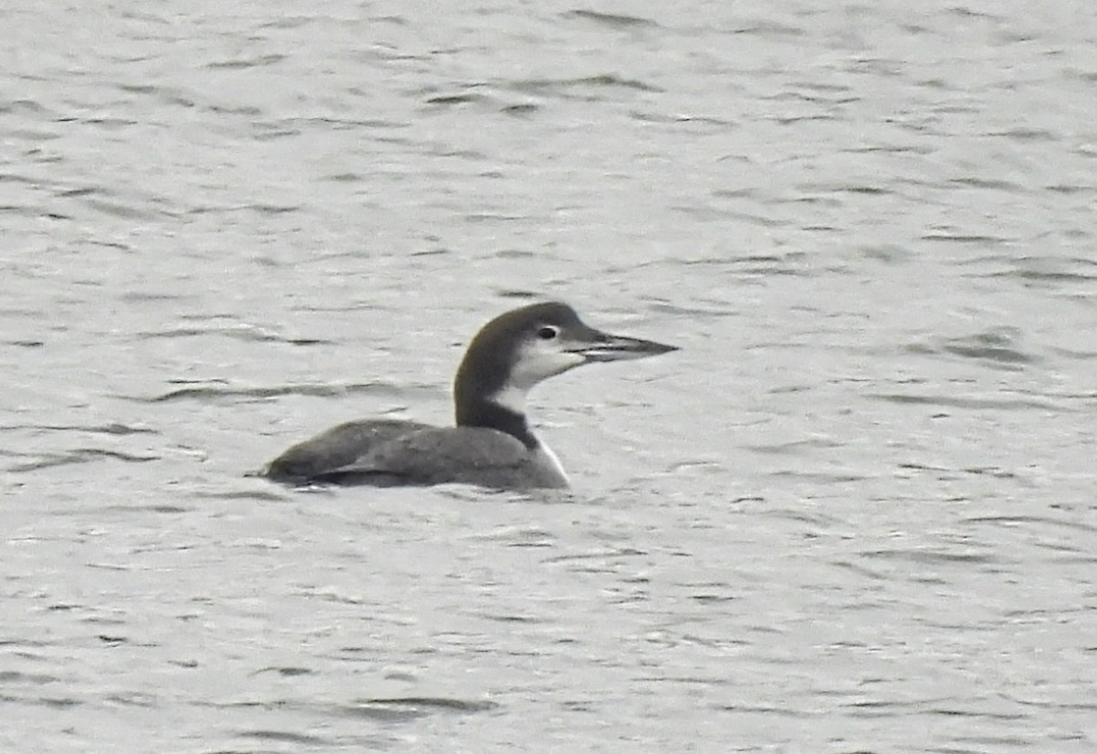 Common Loon - ML646323833