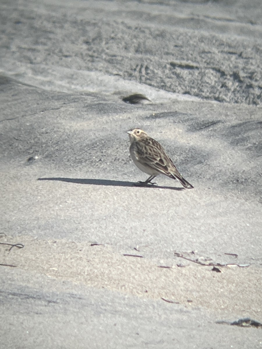 Chestnut-collared Longspur - ML646323834
