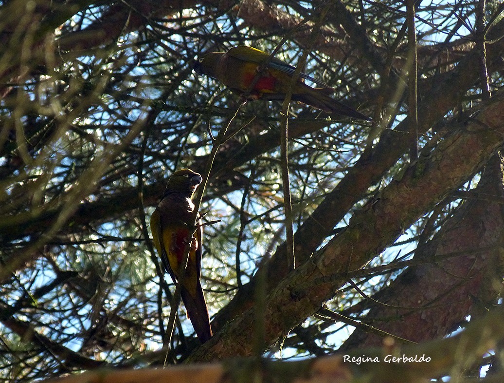 Burrowing Parakeet - ML646323838