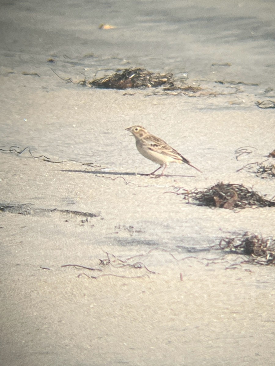 Chestnut-collared Longspur - ML646323839