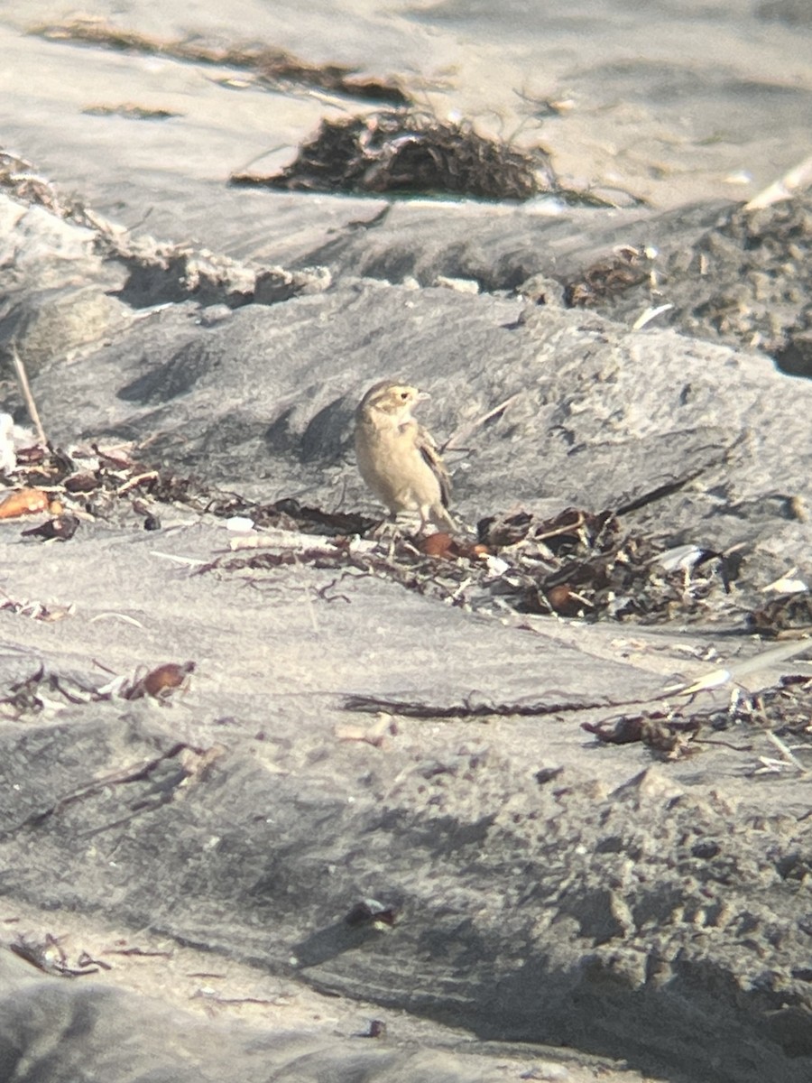 Chestnut-collared Longspur - ML646323840
