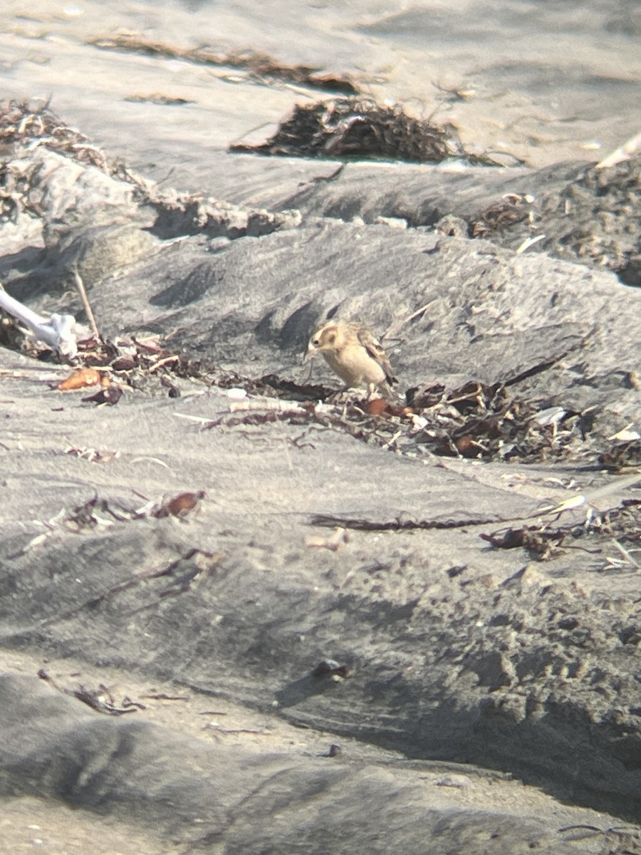 Chestnut-collared Longspur - ML646323841