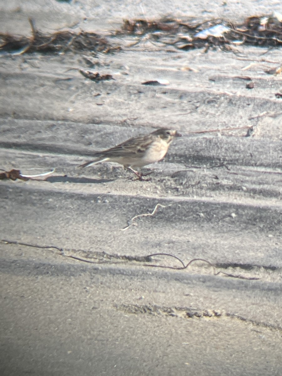 Escribano Collarejo - ML646323842