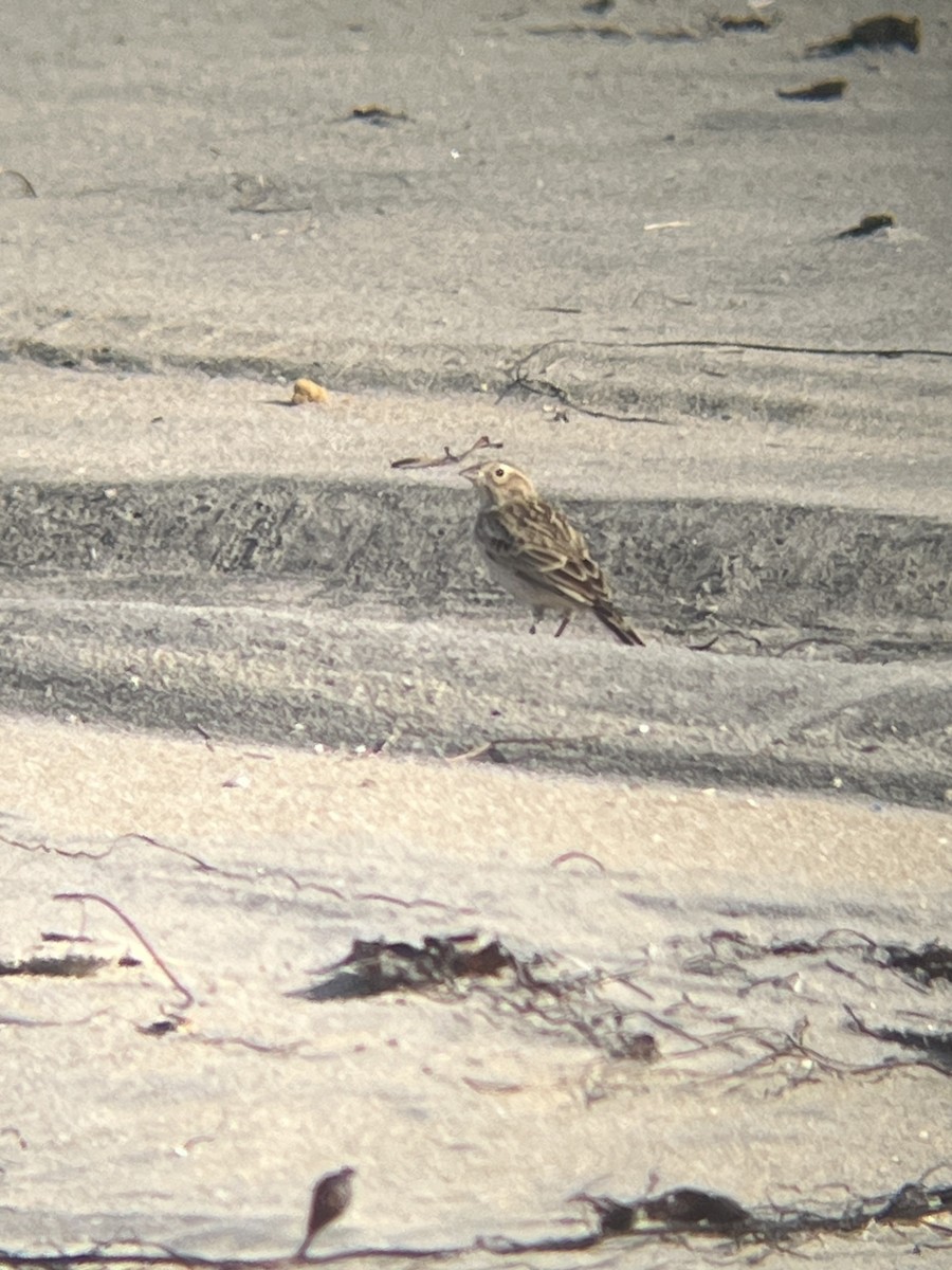 Chestnut-collared Longspur - ML646323843