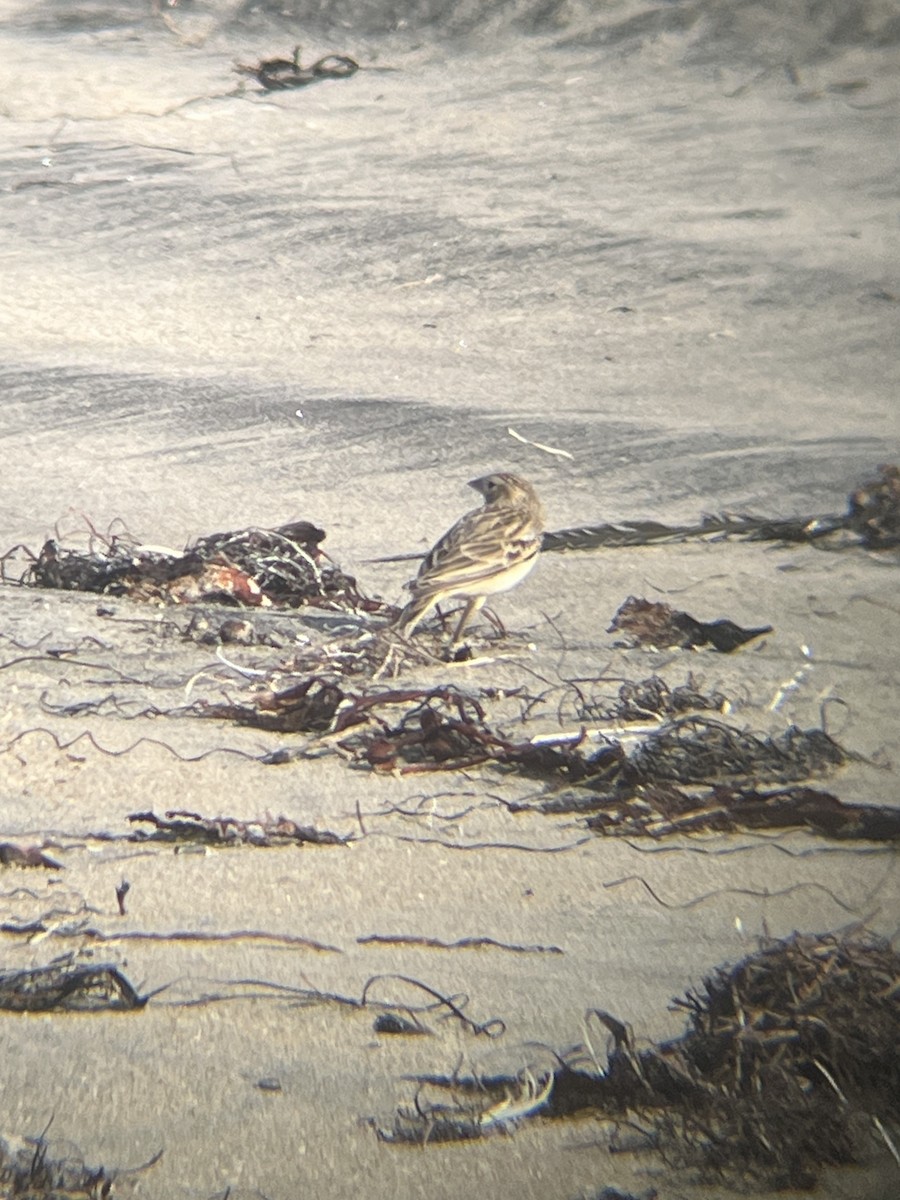 Chestnut-collared Longspur - ML646323844