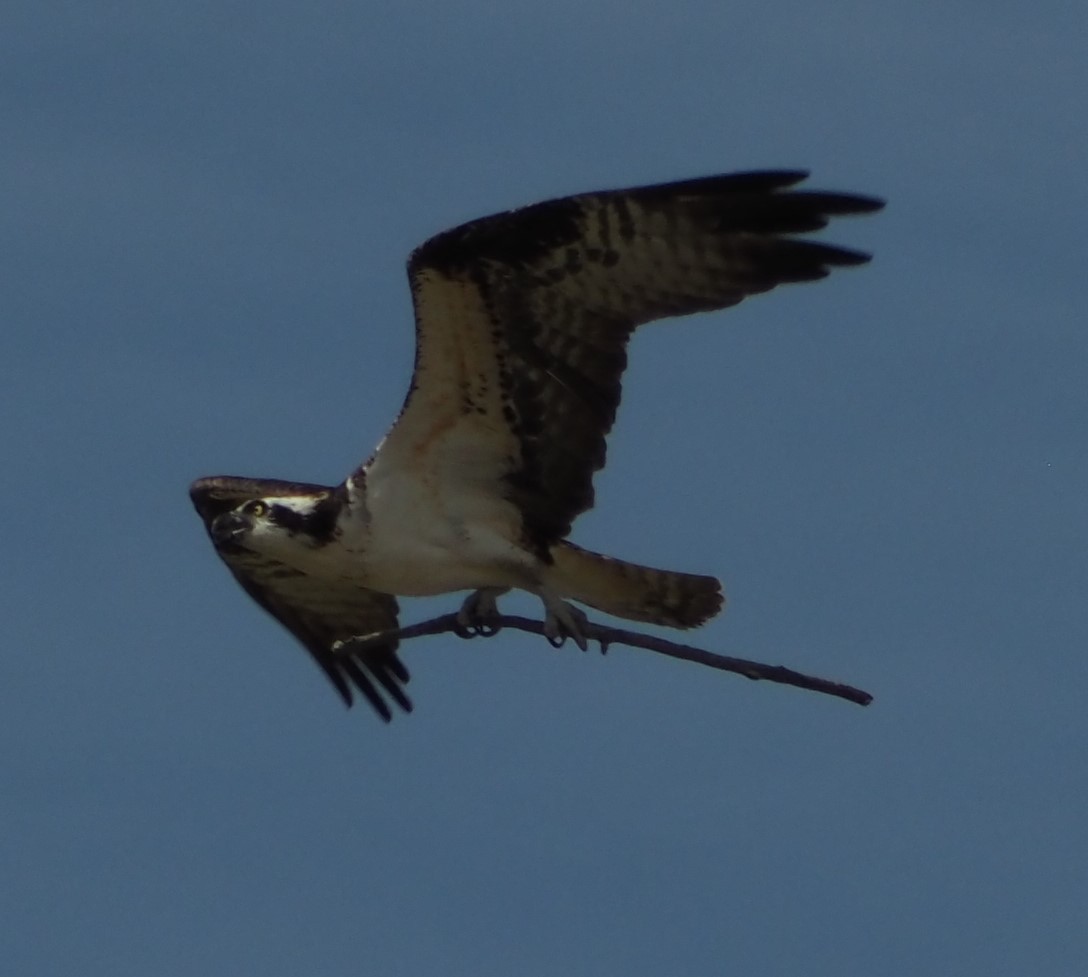Osprey - ML646323845