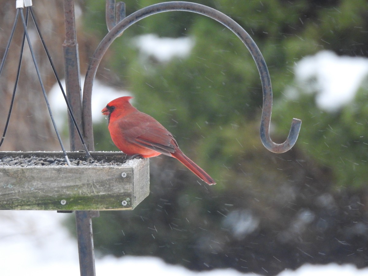 Cardenal Norteño - ML646323847