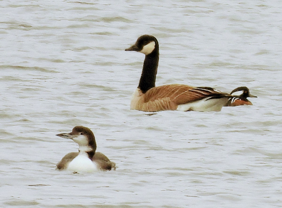 Colimbo Grande - ML646323848