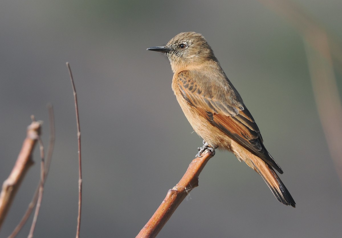 Cliff Flycatcher (Swallow) - ML646323849