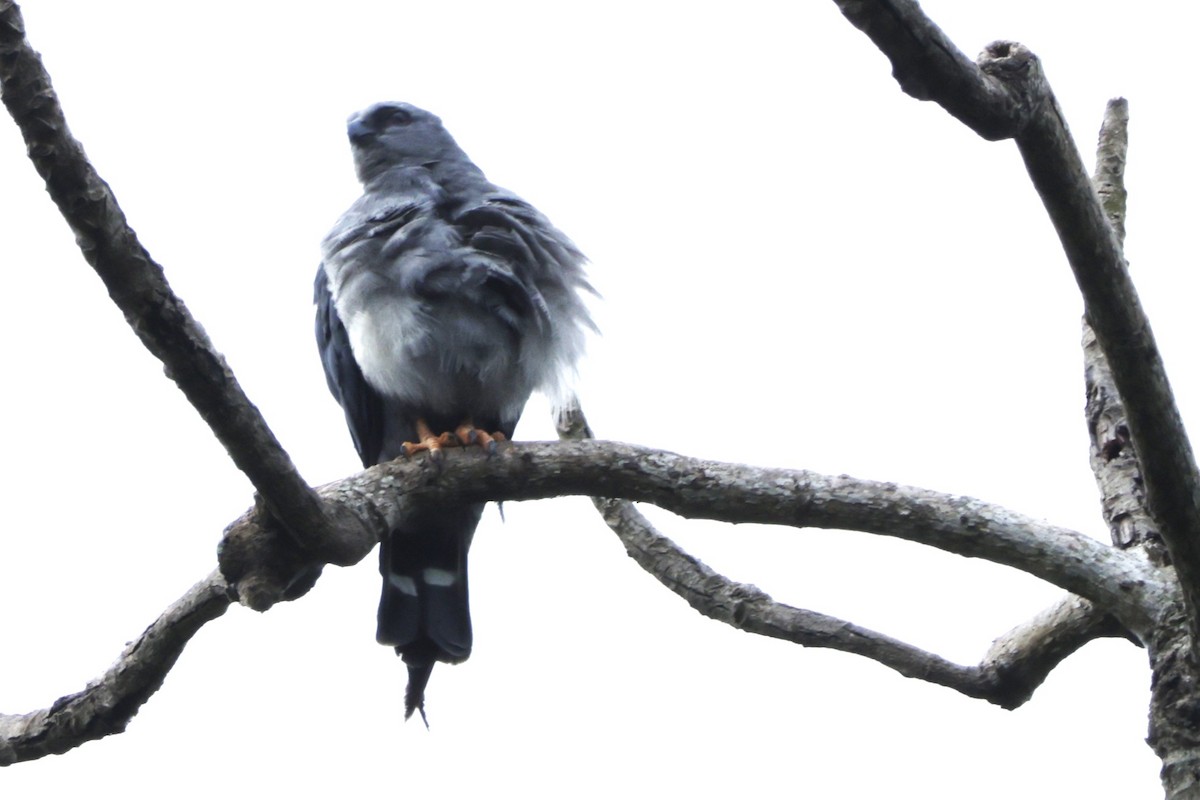 Elanio Plomizo - ML646323850