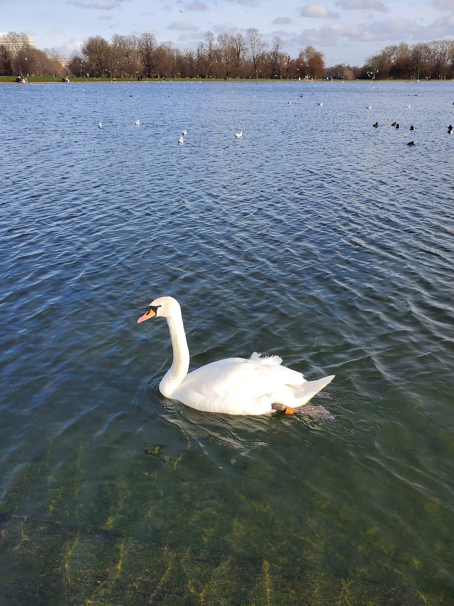 Cisne Vulgar - ML646323851