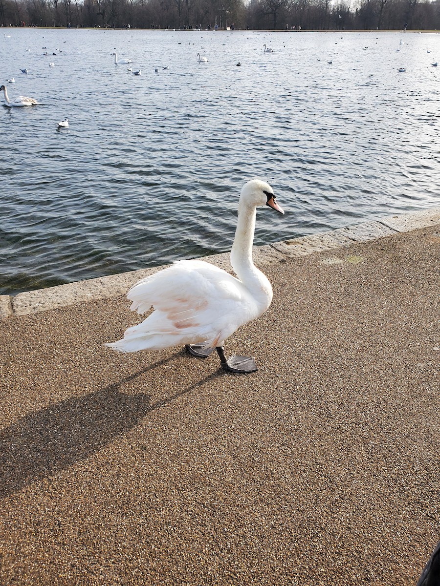 ברבור מצוי - ML646323852