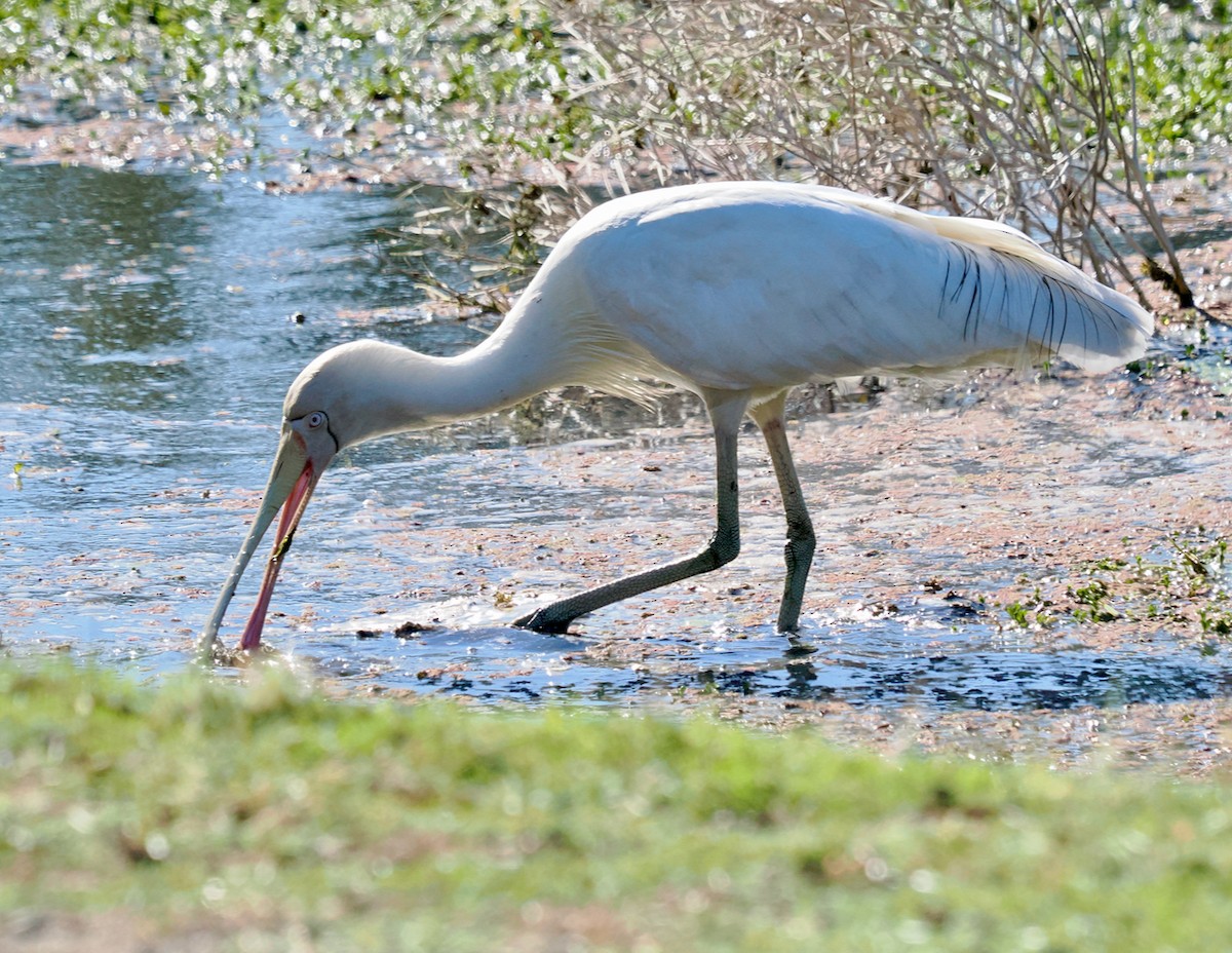 Yellow-billed Spoonbill - ML646323853